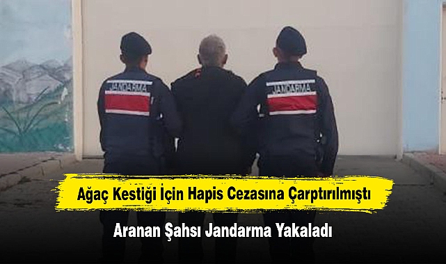 Ağaç Kestiği İçin Hapis Cezasına Çarptırılmıştı:  Aranan Şahsı Jandarma Yakaladı