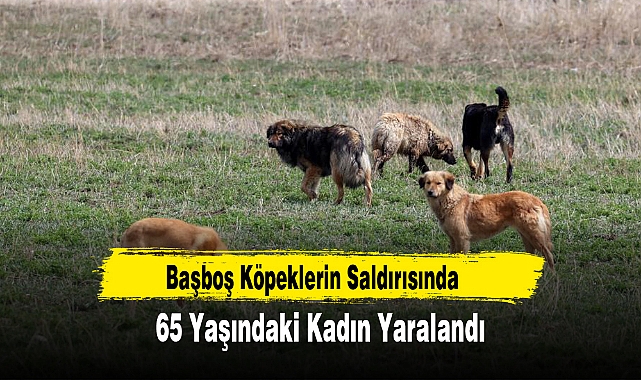 Başboş Köpeklerin Saldırısında 65 Yaşındaki Kadın Yaralandı