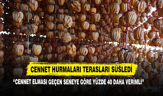 Cennet Hurmaları Terasları Süsledi
