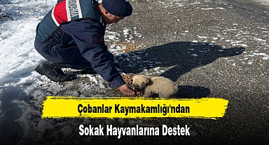 Çobanlar Kaymakamlığı'ndan Sokak Hayvanlarına Destek