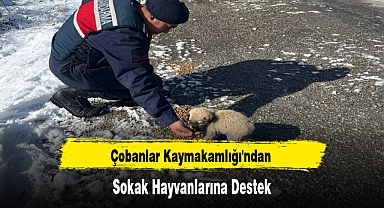 Çobanlar Kaymakamlığı'ndan Sokak Hayvanlarına Destek