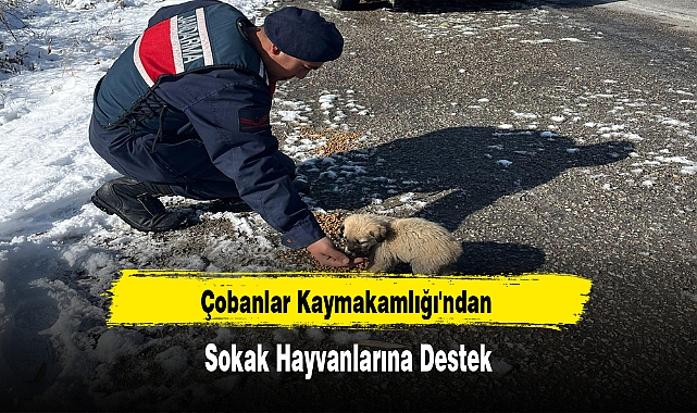 Çobanlar Kaymakamlığı'ndan Sokak Hayvanlarına Destek