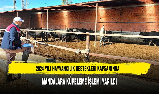 Hayvancılık Destekleri Kapsamında Mandalara Küpeleme İşlemi Yapıldı