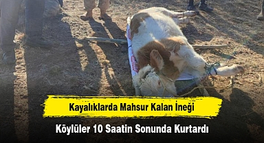 Kayalıklarda Mahsur Kalan İneği Köylüler 10 Saatin Sonunda Kurtardı