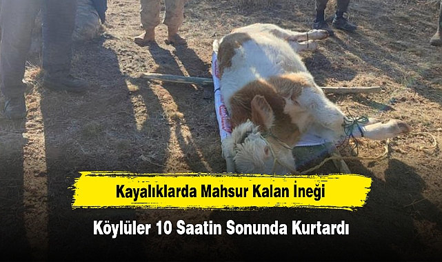 Kayalıklarda Mahsur Kalan İneği Köylüler 10 Saatin Sonunda Kurtardı