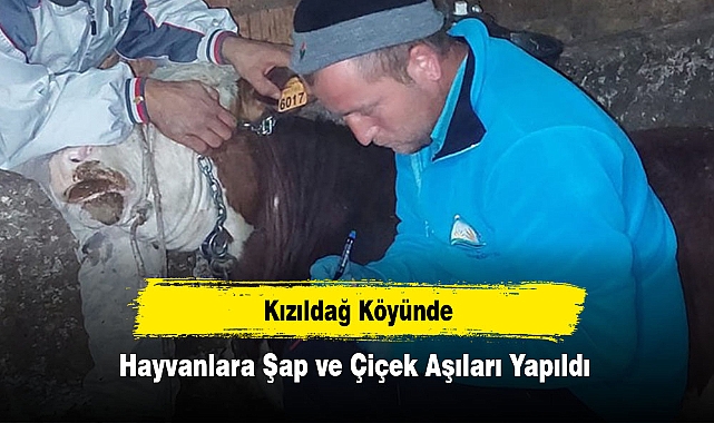 Kızıldağ Köyünde Hayvanlara Şap ve Çiçek Aşıları Yapıldı