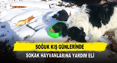 Soğuk Kış Günlerinde Sokak Hayvanlarına Yardım Eli