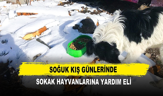 Soğuk Kış Günlerinde Sokak Hayvanlarına Yardım Eli