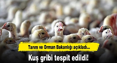 Tarım ve Orman Bakanlığı açıkladı: Kuş gribi tespit edildi