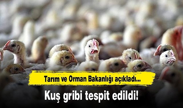 Tarım ve Orman Bakanlığı açıkladı: Kuş gribi tespit edildi
