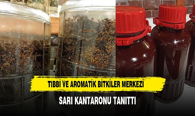 Tıbbi ve Aromatik Bitkiler Merkezi Sarı Kantaronu Tanıttı
