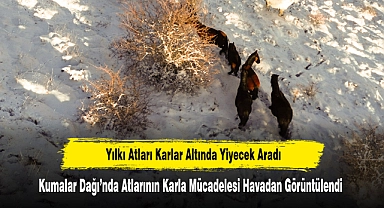 Yılkı Atları Karlar Altında Yiyecek Aradı: Kumalar Dağı'nda Atlarının Karla Mücadelesi Havadan Görüntülendi
