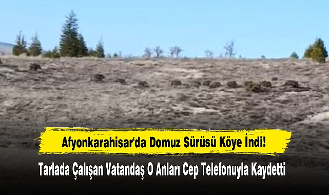 Afyonkarahisar'da Domuz Sürüsü Köye İndi