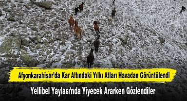 Afyonkarahisar'da Kar Altındaki Yılkı Atları Havadan Görüntülendi