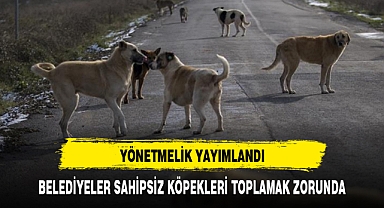 BELEDİYELER SAHİPSİZ KÖPEKLERİ TOPLAMAK ZORUNDA
