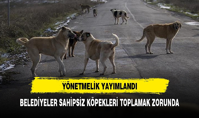 BELEDİYELER SAHİPSİZ KÖPEKLERİ TOPLAMAK ZORUNDA