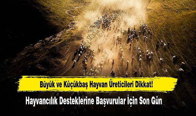 Büyük ve Küçükbaş Hayvan Üreticileri Dikkat!  Hayvancılık Desteklerine Başvurular İçin Son Gün