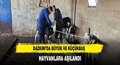 Dazkırı’da Büyük Ve Küçükbaş Hayvanlara Aşılandı