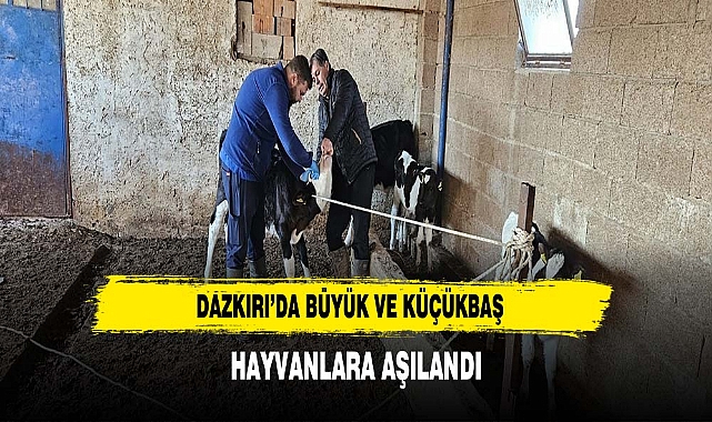 Dazkırı’da Büyük Ve Küçükbaş Hayvanlara Aşılandı