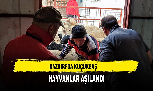 Dazkırı’da Küçükbaş  Hayvanlar Aşılandı
