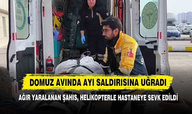 Domuz Avında Ayı Saldırısına Uğradı
