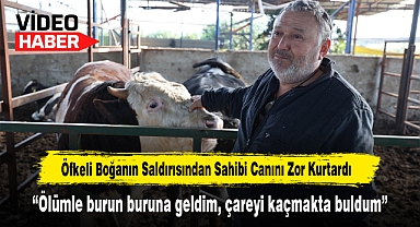 Öfkeli Boğanın Saldırısından Sahibi Canını Zor Kurtardı