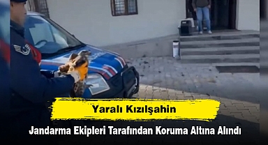 Yaralı Kızılşahin, Jandarma Ekipleri Tarafından Koruma Altına Alındı