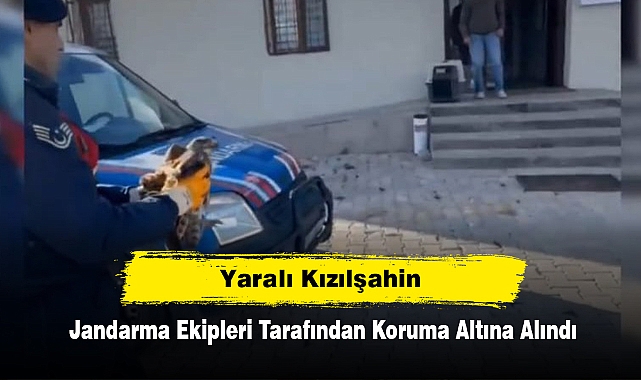 Yaralı Kızılşahin, Jandarma Ekipleri Tarafından Koruma Altına Alındı