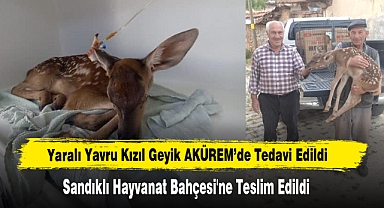 Yaralı Yavru Kızıl Geyik AKÜREM’de Tedavi Edildi