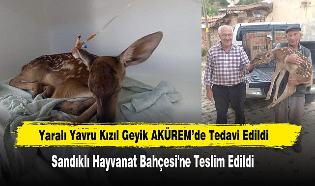 Yaralı Yavru Kızıl Geyik AKÜREM’de Tedavi Edildi
