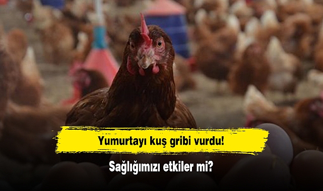 Yumurtayı kuş gribi vurdu! Sağlığımızı etkiler mi?