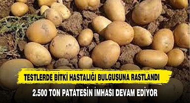 2.500 TON PATATESİN İMHASI DEVAM EDİYOR