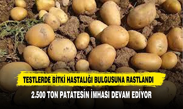 2.500 TON PATATESİN İMHASI DEVAM EDİYOR