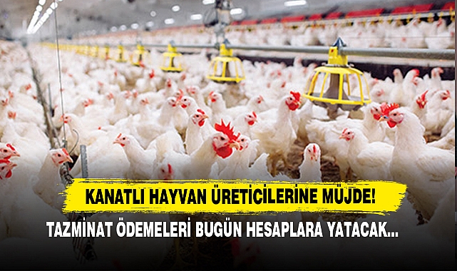 Afyon Kanatlı Hayvan Üreticilerine Müjde Özkaya’dan Geldi!