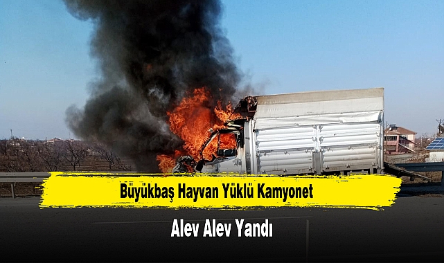 Büyükbaş Hayvan Yüklü Kamyonet Alev Alev Yandı