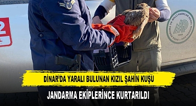 Dinar’da Yaralı Bulunan Kızıl Şahin Kuşu, Jandarma Ekiplerince Kurtarıldı