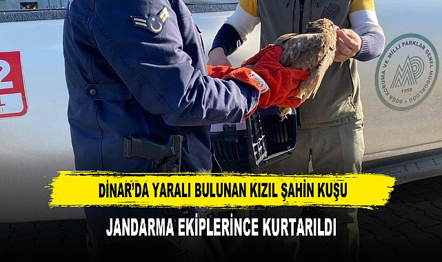 Dinar’da Yaralı Bulunan Kızıl Şahin Kuşu, Jandarma Ekiplerince Kurtarıldı