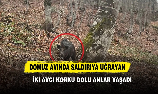 Domuz Avında Saldırıya Uğrayan İki Avcı Korku Dolu Anlar Yaşadı