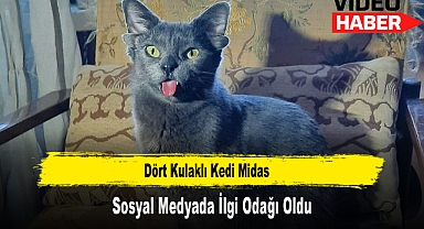 Dört Kulaklı Kedi Midas Sosyal Medyada İlgi Odağı Oldu
