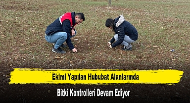 Ekimi Yapılan Hububat Alanlarında Bitki Kontrolleri Devam Ediyor