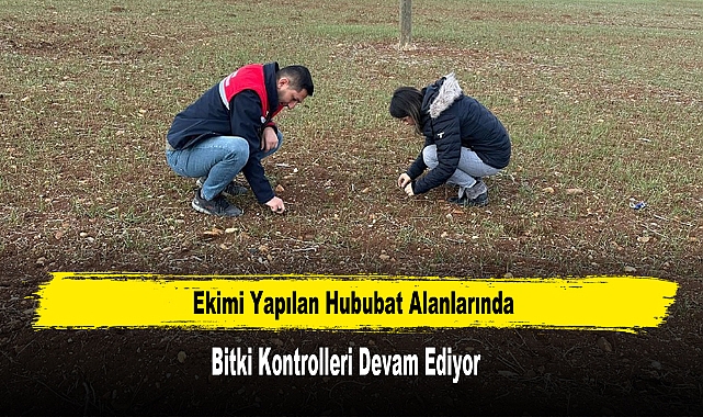 Ekimi Yapılan Hububat Alanlarında Bitki Kontrolleri Devam Ediyor
