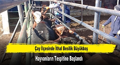 İthal Besilik Büyükbaş Hayvanların Tespitine Başlandı