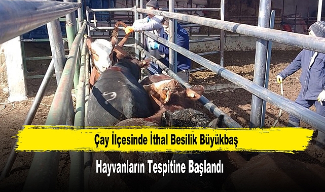 İthal Besilik Büyükbaş Hayvanların Tespitine Başlandı