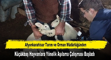Küçükbaş Hayvanlara Yönelik Aşılama Çalışması Başladı
