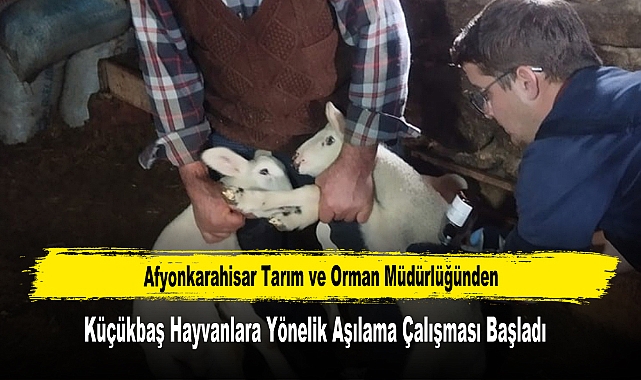 Küçükbaş Hayvanlara Yönelik Aşılama Çalışması Başladı