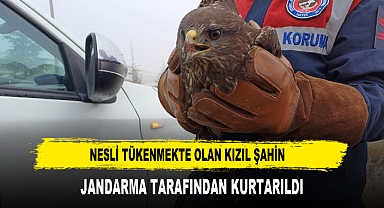 Nesli Tükenmekte Olan Kızıl Şahin Jandarma Tarafından Kurtarıldı