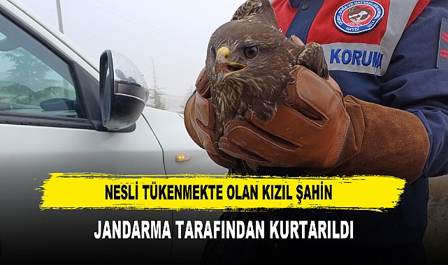 Nesli Tükenmekte Olan Kızıl Şahin  Jandarma Tarafından Kurtarıldı