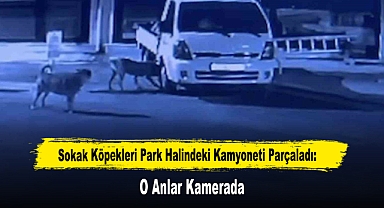 Sokak Köpekleri Park Halindeki Kamyoneti Parçaladı: O Anlar Kamerada