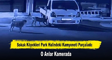 Sokak Köpekleri Park Halindeki Kamyoneti Parçaladı: O Anlar Kamerada