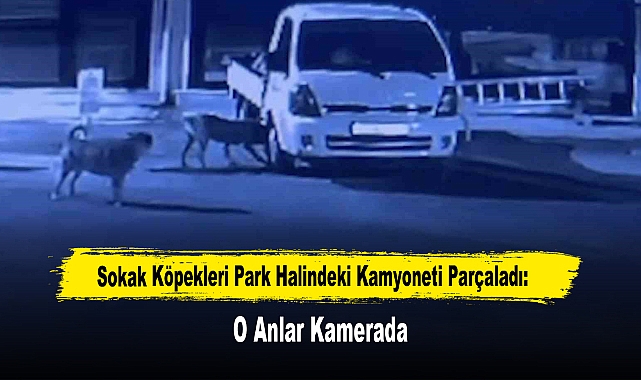 Sokak Köpekleri Park Halindeki Kamyoneti Parçaladı: O Anlar Kamerada